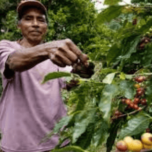 Colombian Decaf - Fresh Roasted